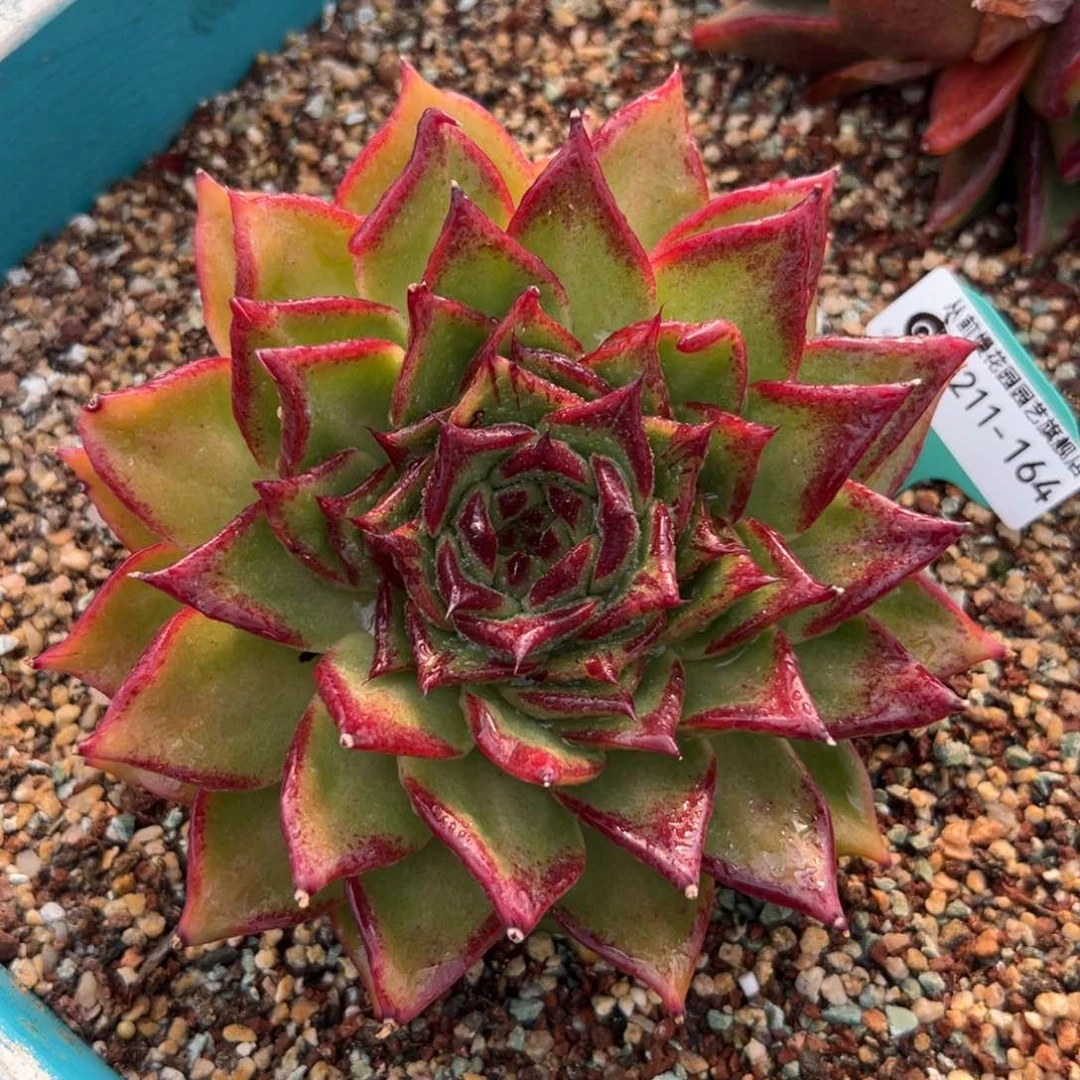 多肉一物一拍0211-164