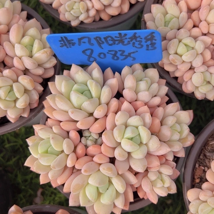 健健康康平平安安