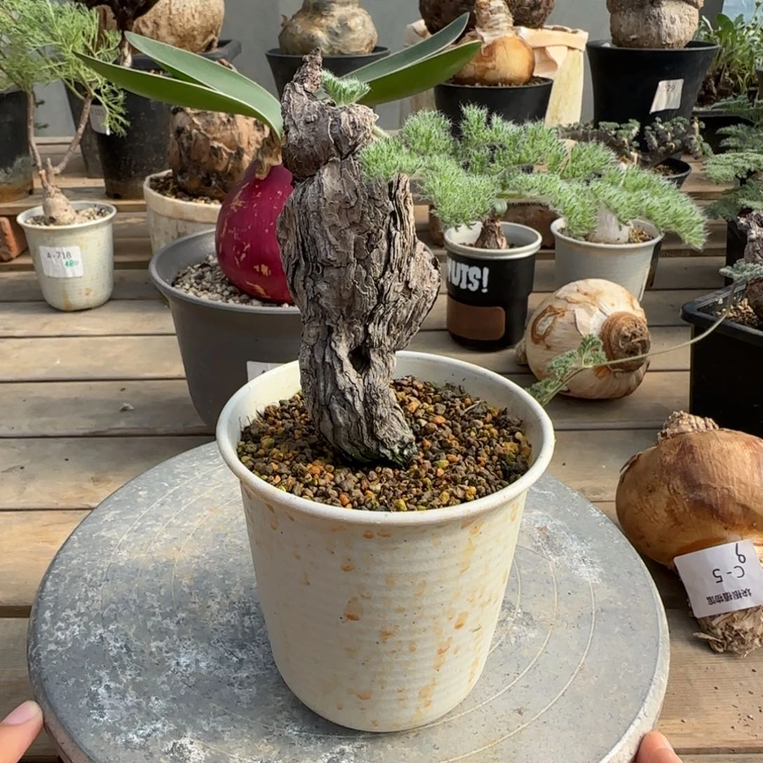 648枯木洋葵块根植物