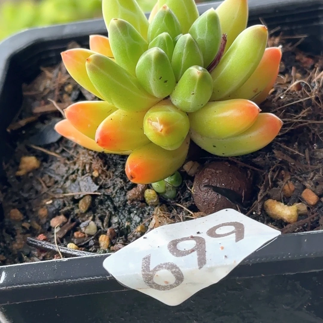 699号 一物一拍 一物一拍