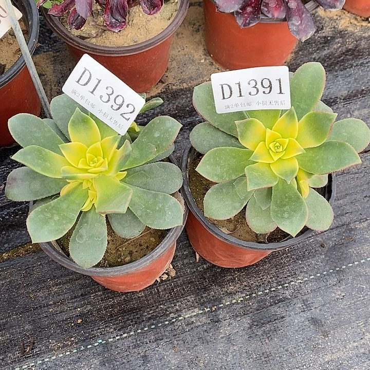 1391、92艳日辉多肉2颗发货叶片有黑斑