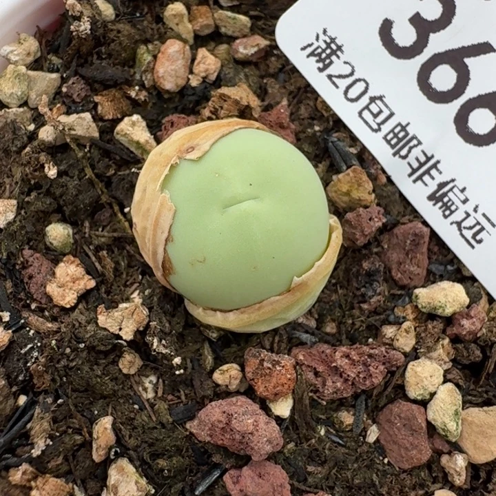 ，3664带盆发货鸽子蛋