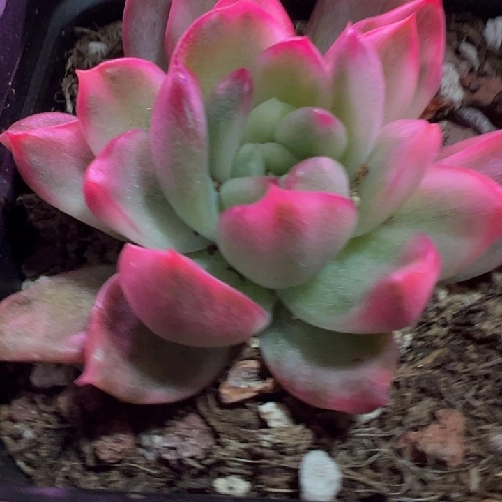 珍妮锦多肉植物1369
