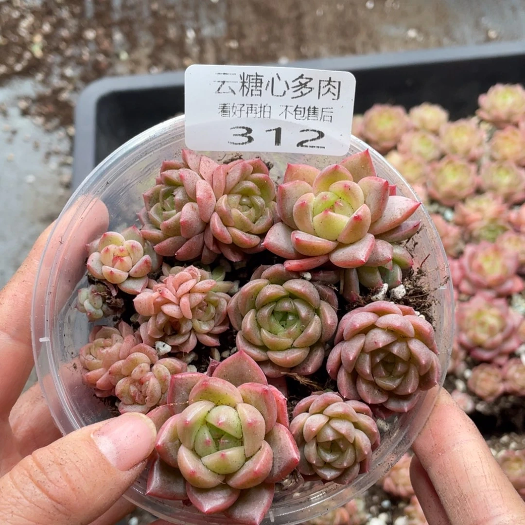 云糖心多肉植物312