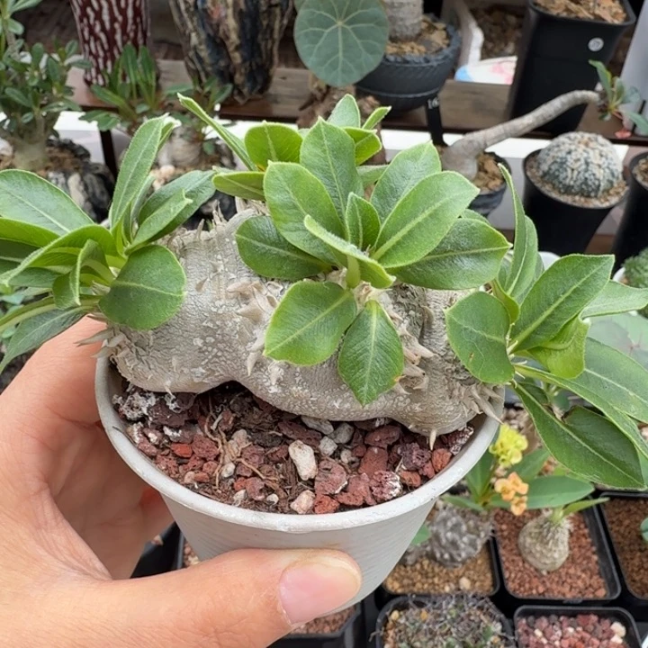 慧比须笑409 仙人球