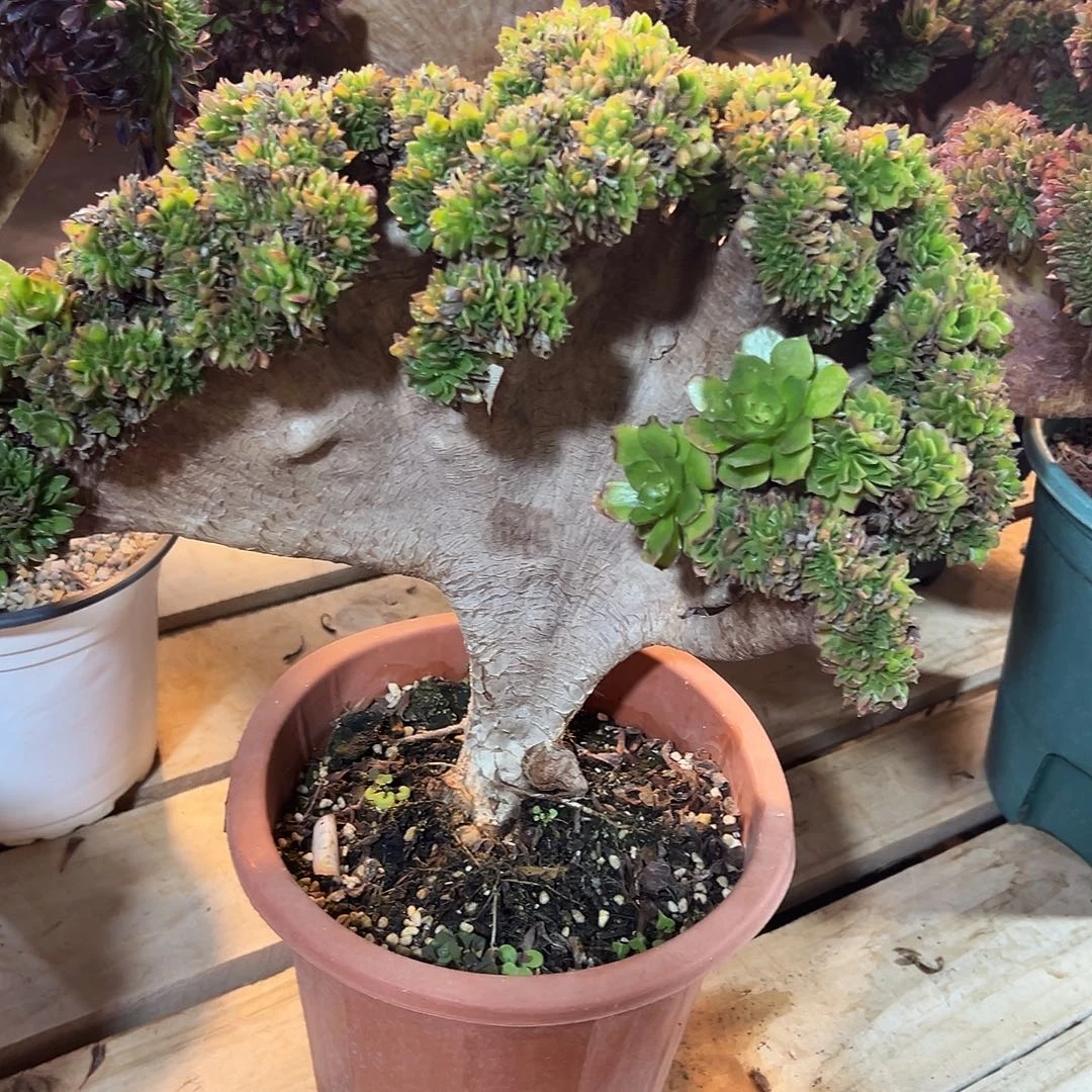 万圣节整版老桩厚吧