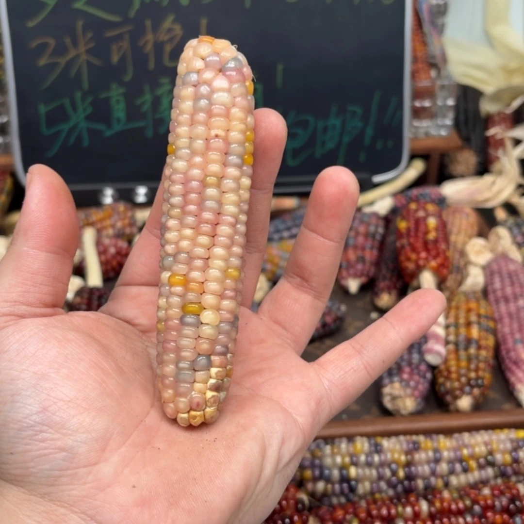 柏香籽/百香籽吊坠成****名