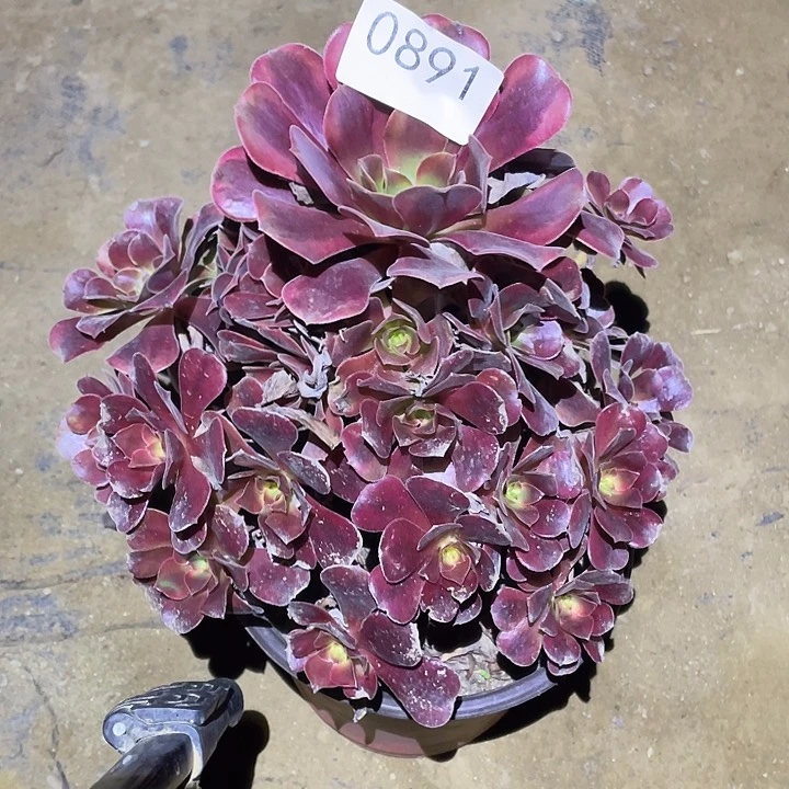 多肉植物断枝不包891美杜莎