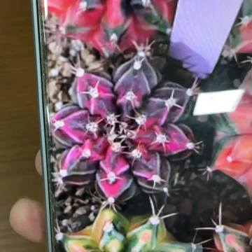 714-0309虎斑泰国发货多肉