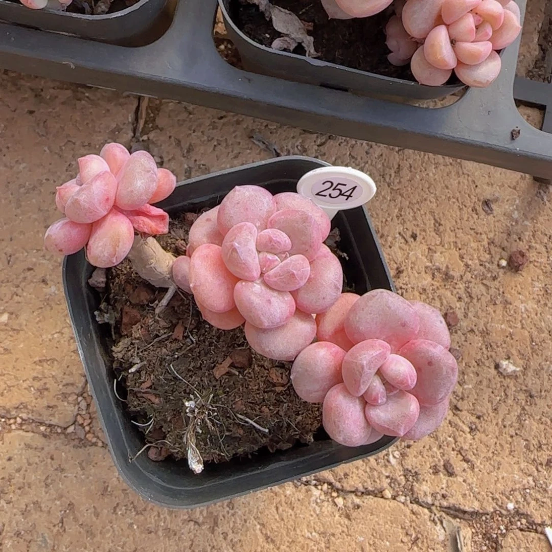 ～***～紫奶老装精控优选