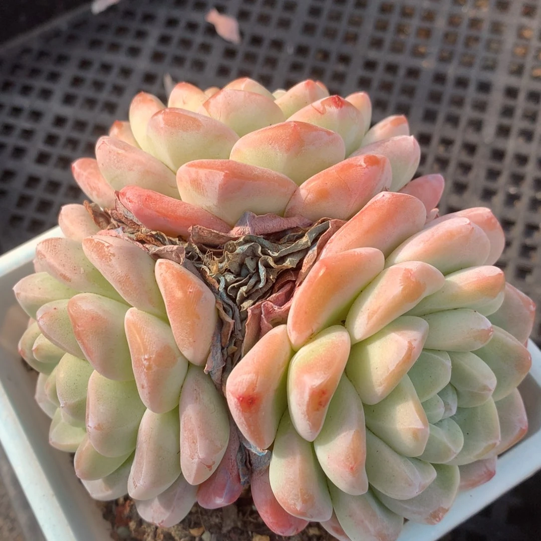 0205-77 老桩冰玉