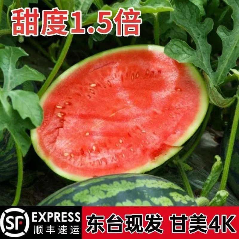 [顺丰上门]甘美4K西瓜东台直发无籽肉厚现摘当季爆甜多汁麒麟瓜