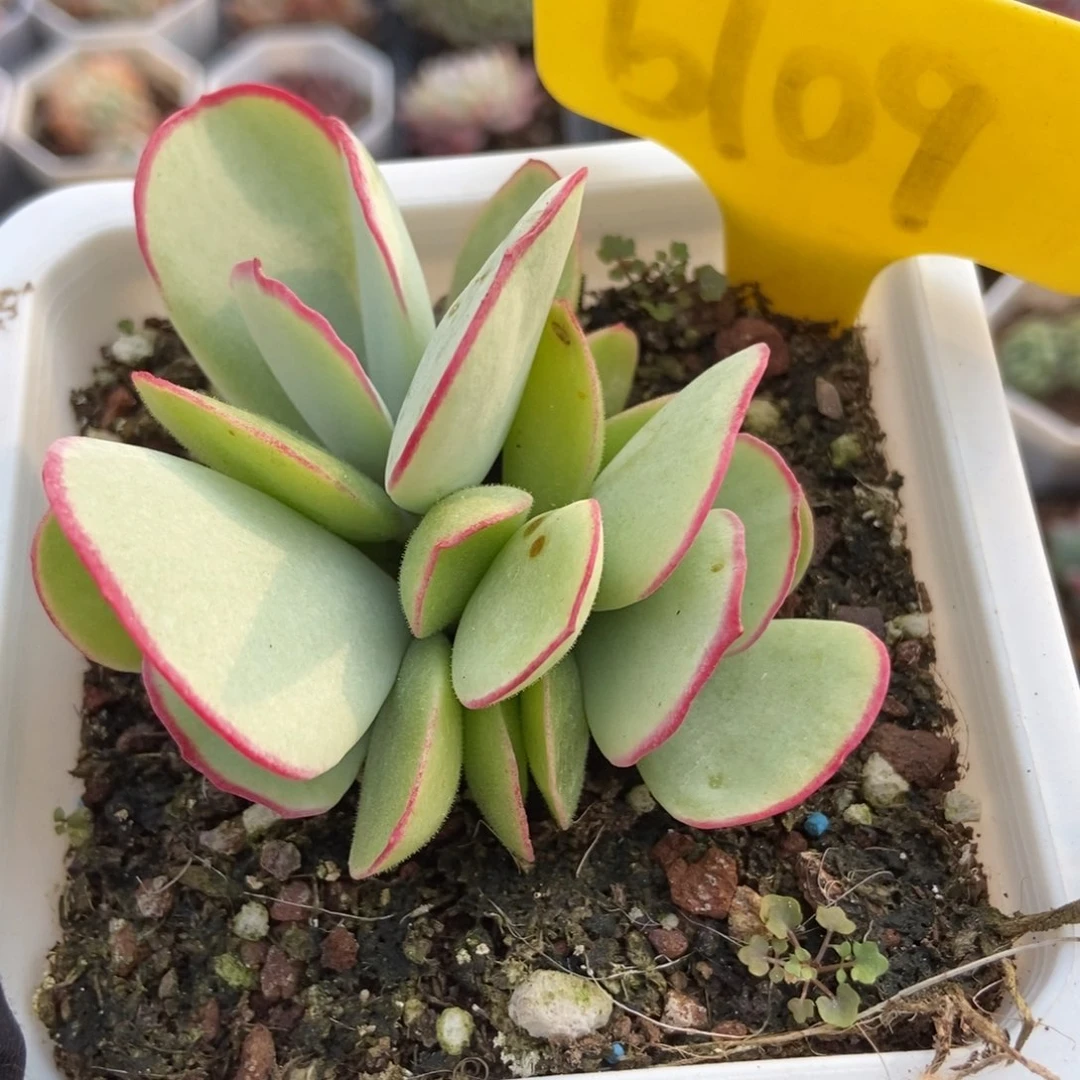 6109白眉多肉植物保护