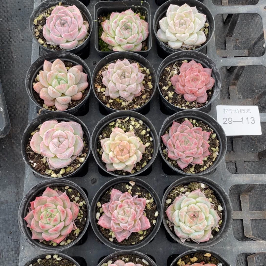 白**回一物一拍18颗29-113