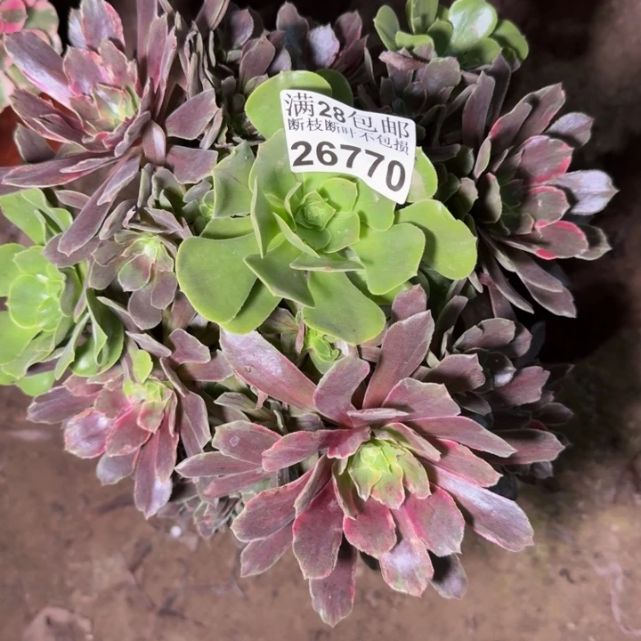 26770灰姑娘不包断枝