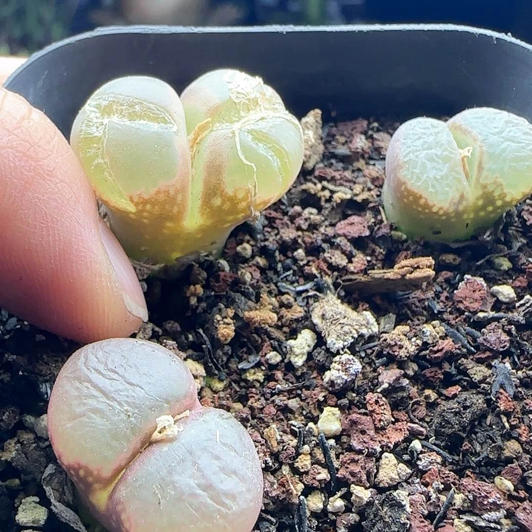 迪**特脱土发货哦24876