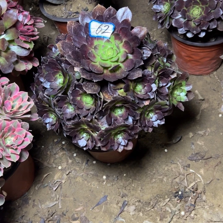 多肉植物黑魔法师62