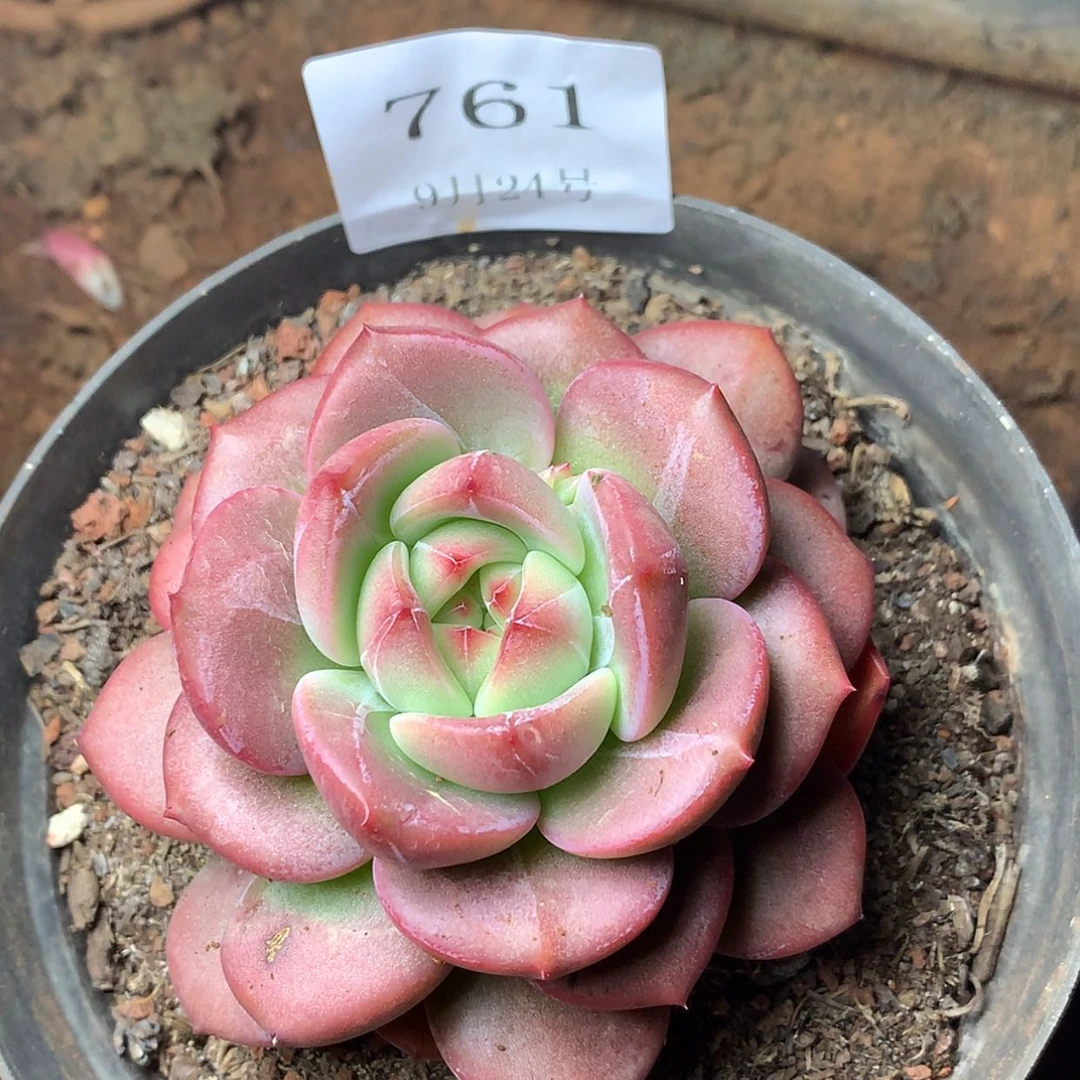 【闪购商品】云761号六厘米