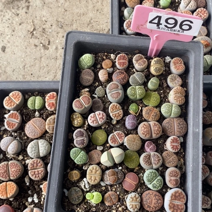 煎****无花朵生石花小苗496