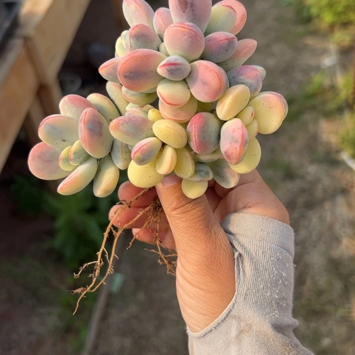 砍过豆豆福娘锦美丽