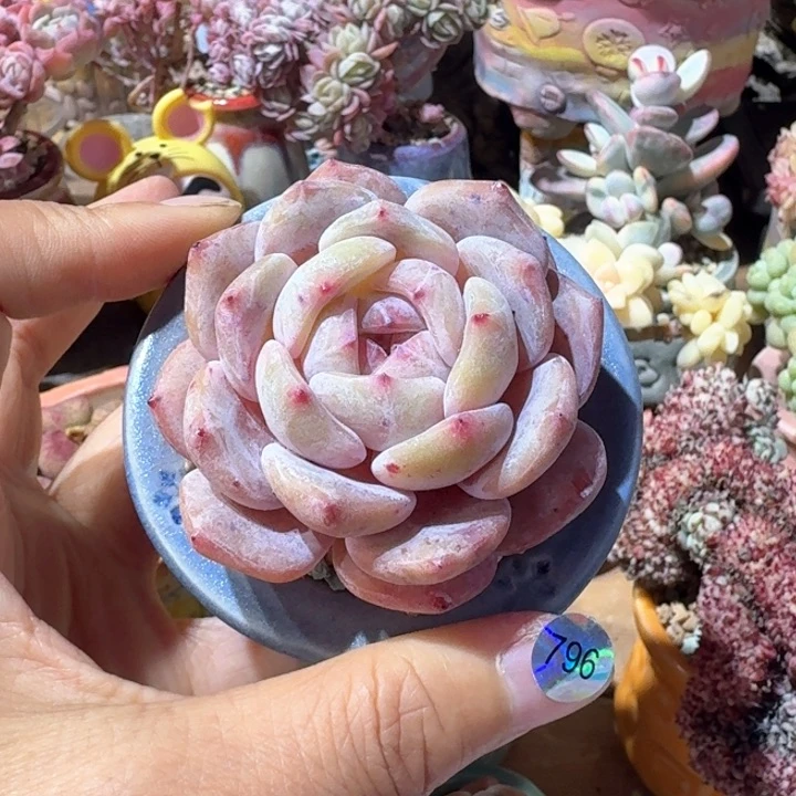 796 多肉含盆土30元除偏远