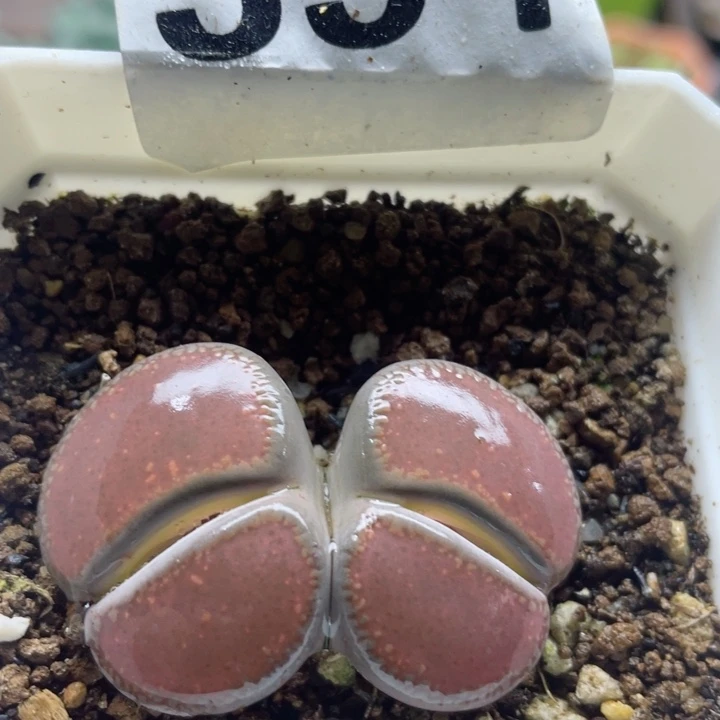 354母本ko双头带盆