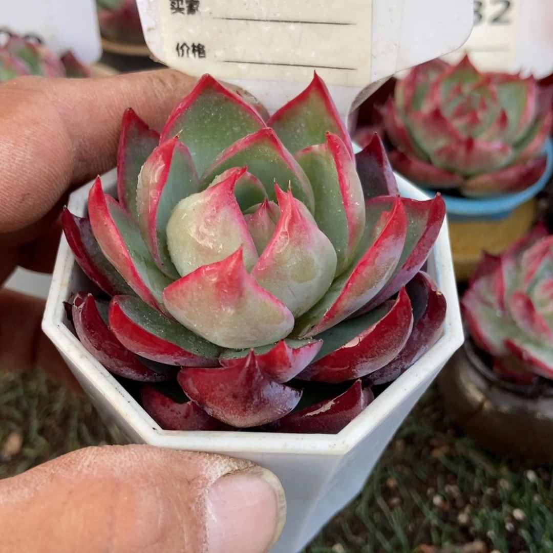 惊鸿一瞥692号多肉