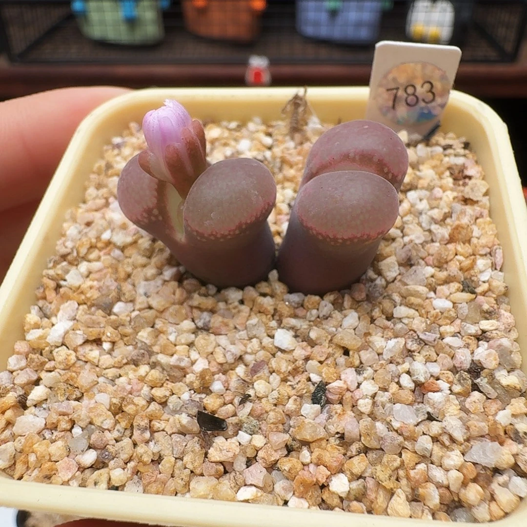 多肉植物福利风铃783