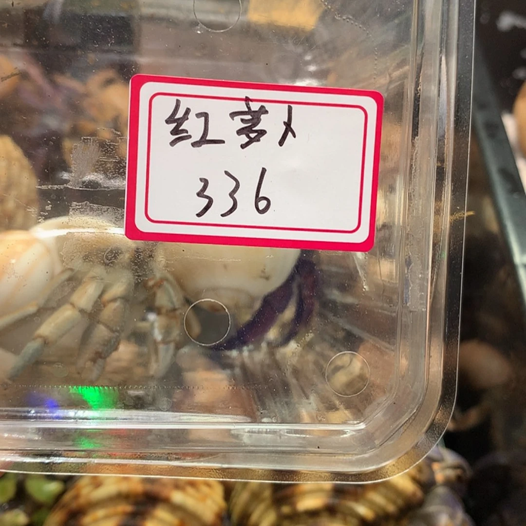 红萝卜专拍奔跑家