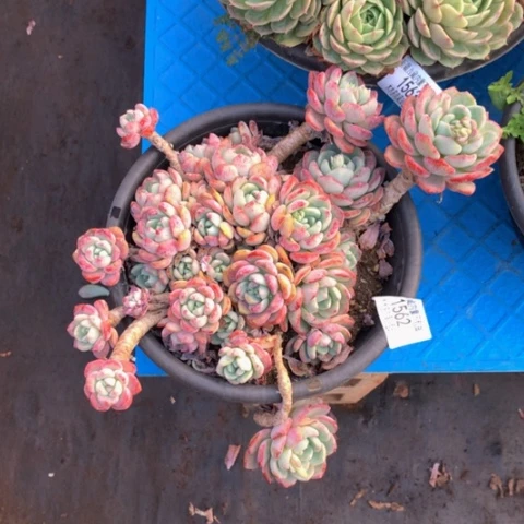 小****?1562千山雪多肉