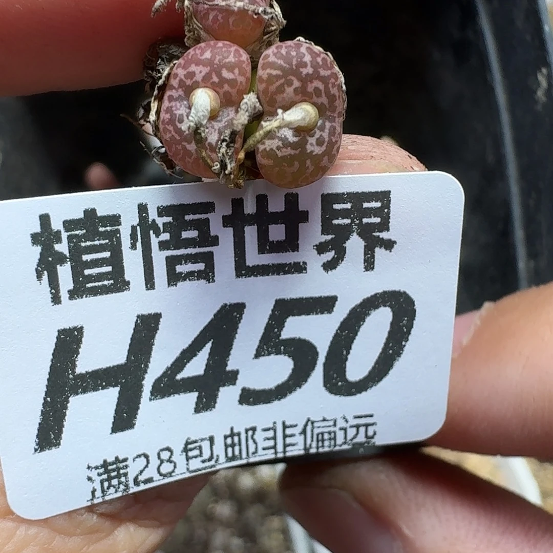 多肉植物的人生fhh