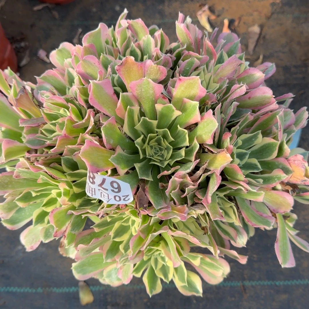 雨花石678满20包邮断枝不包