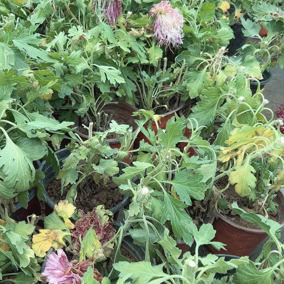 完全开放渔阳 勾盘母本花根不售后