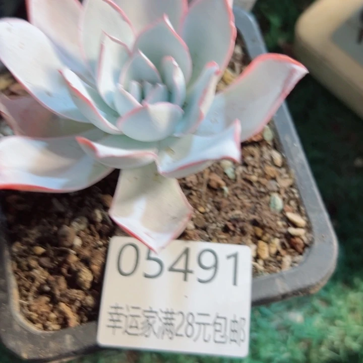 幸运的是我还没遇到你