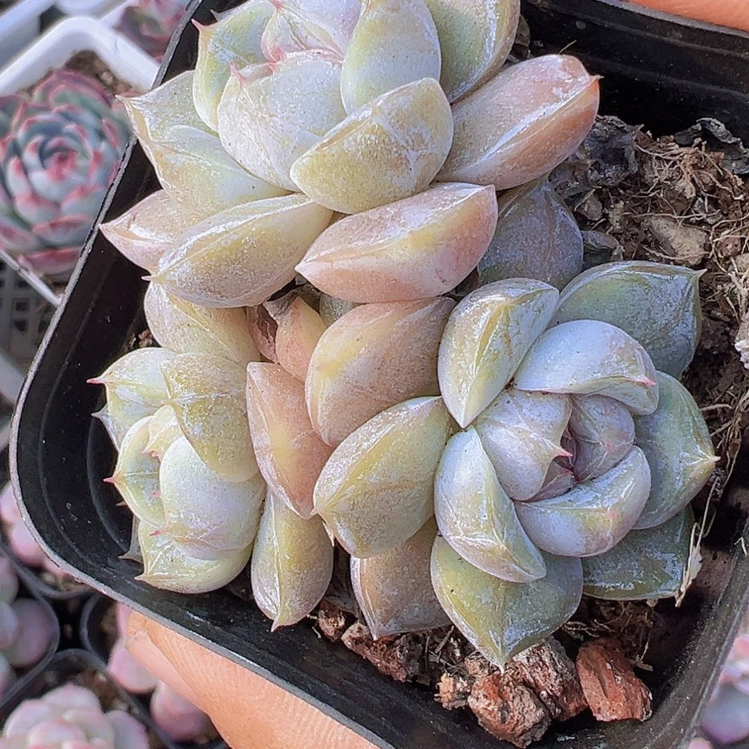 雪兔群19包邮多肉