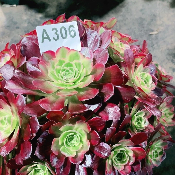 安娜0000000000000000306