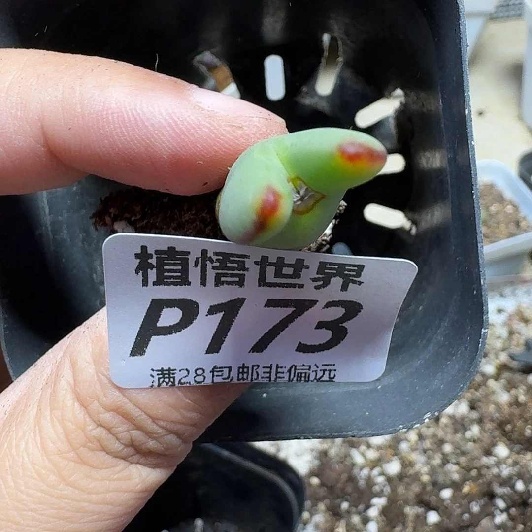 多肉植物的润泽eghjj