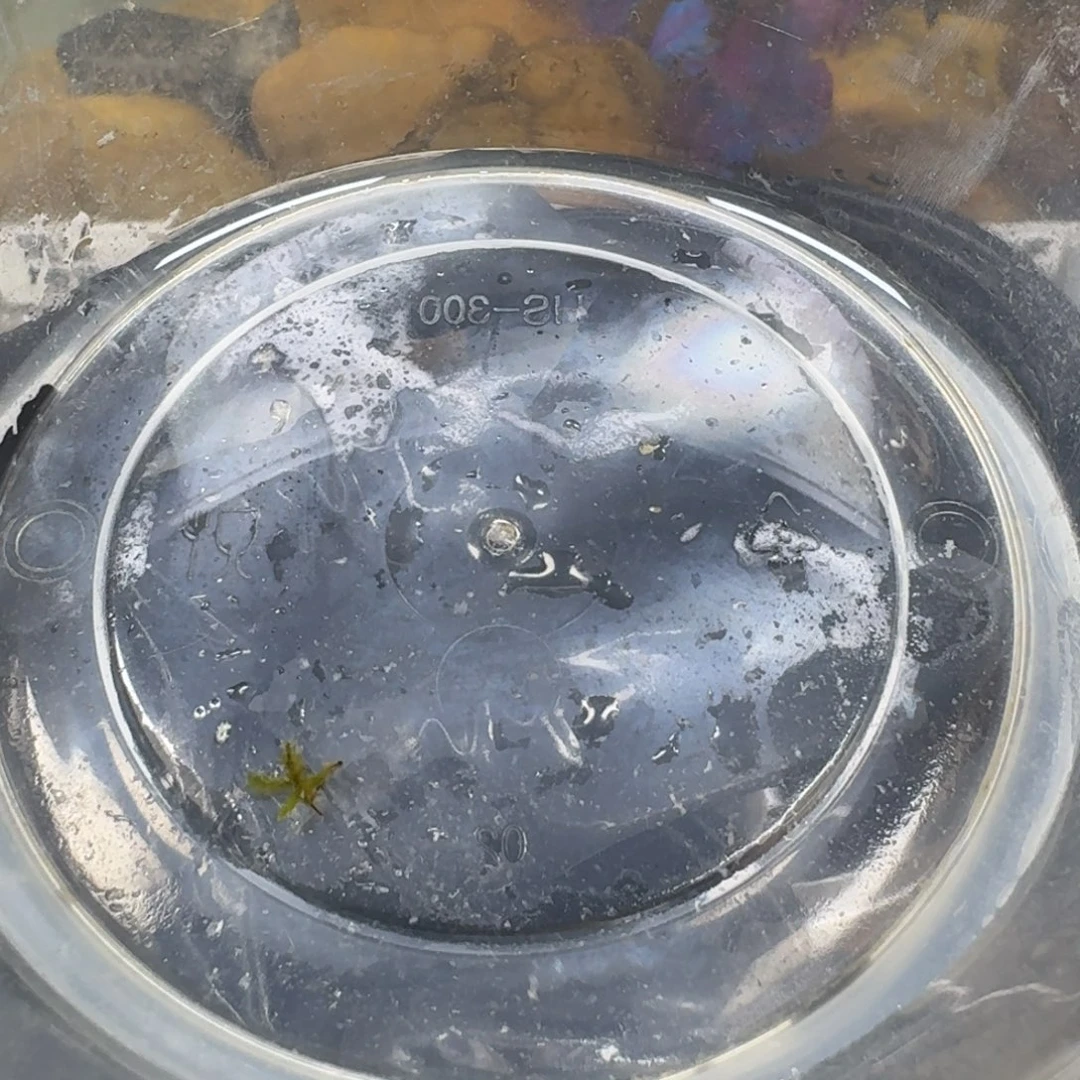 蛋龟不分公母加温包