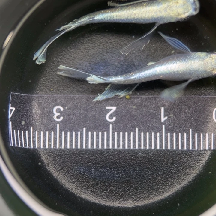 海水鱼天使之翼11号