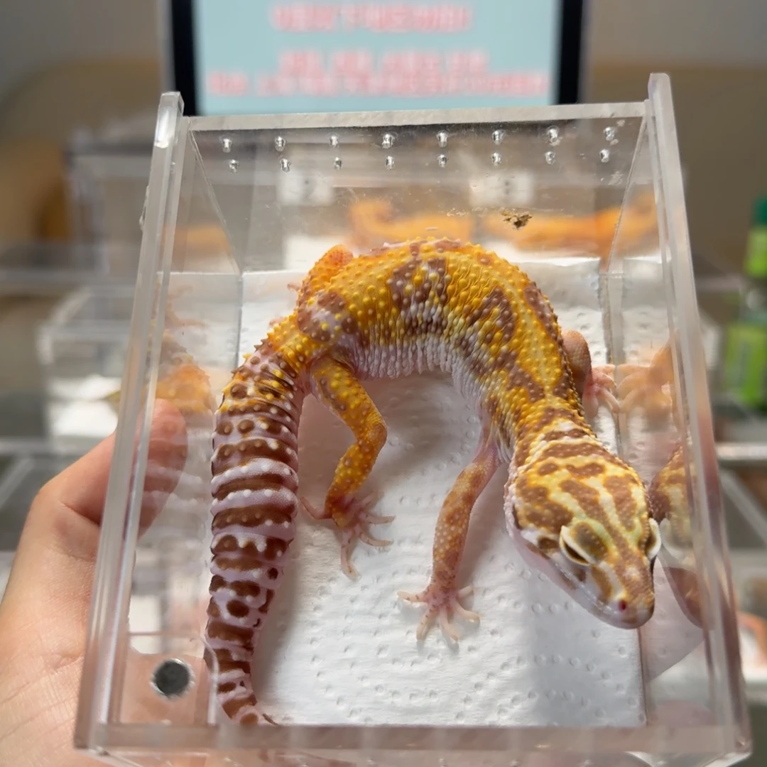 豹纹守宫橘白妹妹