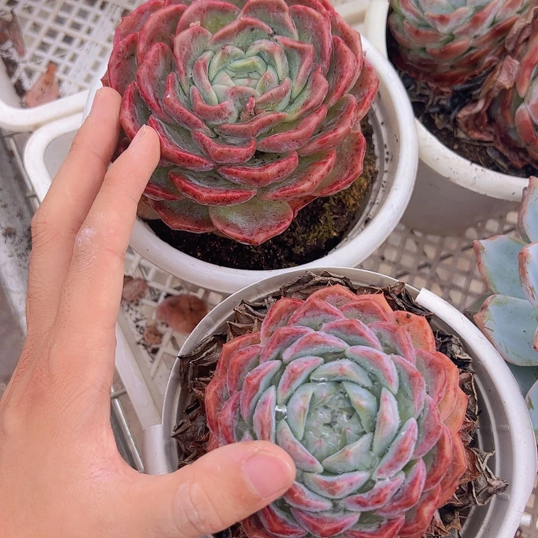 冰橙大单头精品二盆