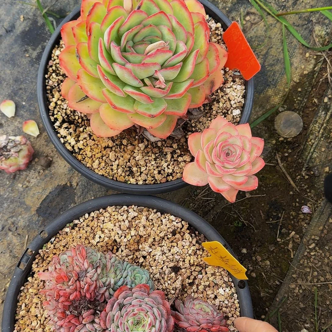 刘***萍咯哦哦哦健健康康健健康康咯快快乐乐了