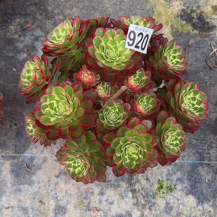 000000000000920海神