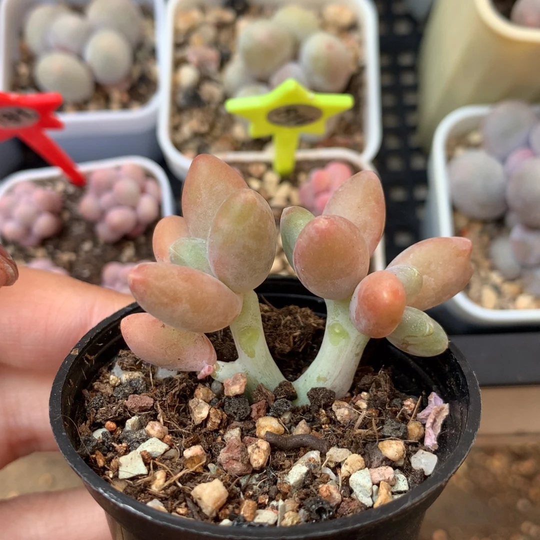 福利 芒果奶 不凑满28元发一片叶 不售后 到付