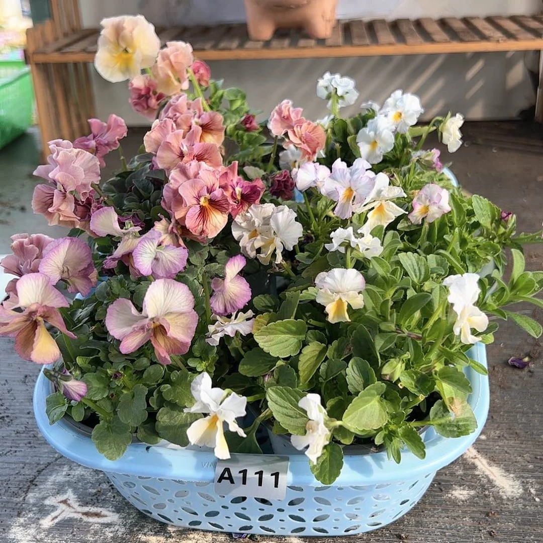 【闪购商品】111号