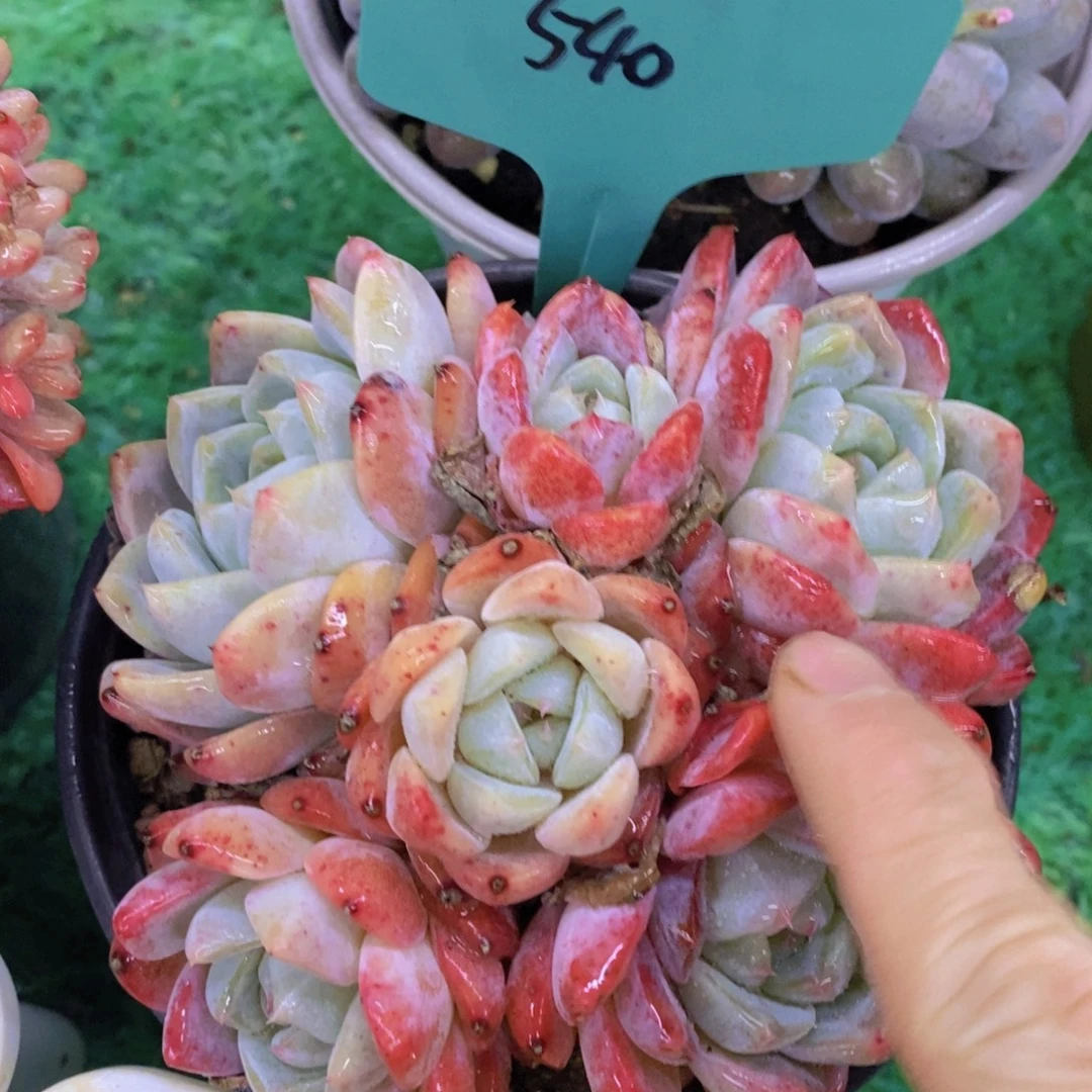 清货转场，一物一拍，看准