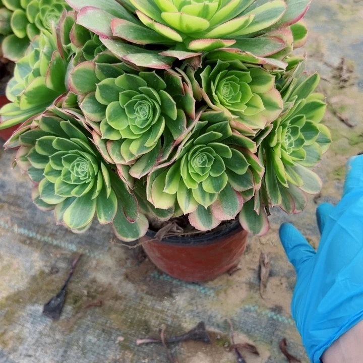 673奶白多肉植物