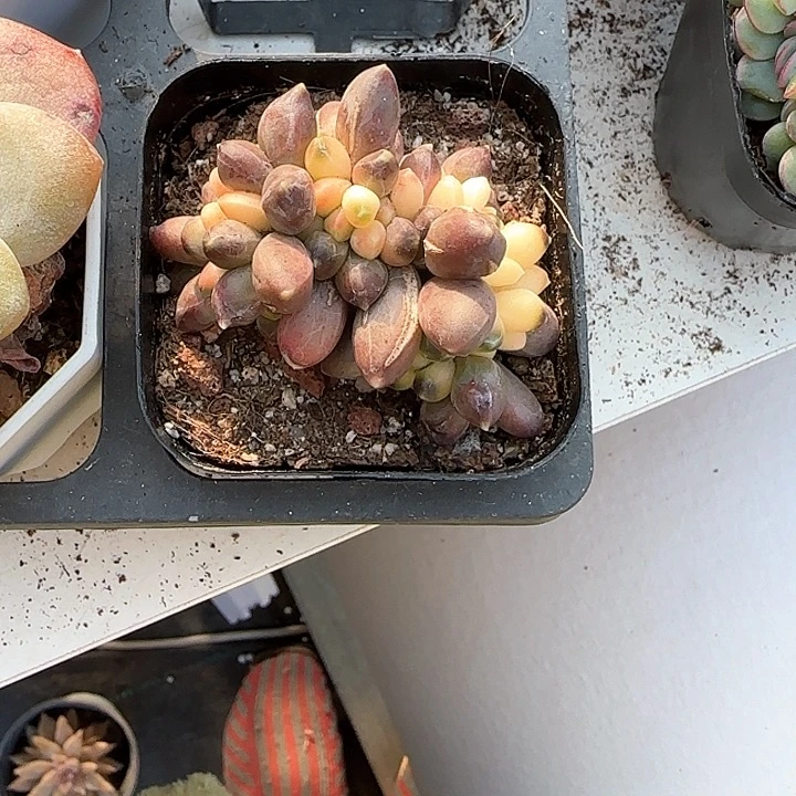 青蛙王子儿童牙膏111