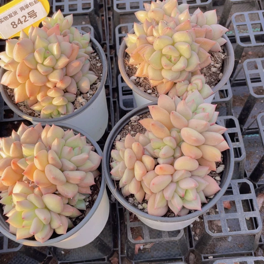 842号黄金象牙多头群一个