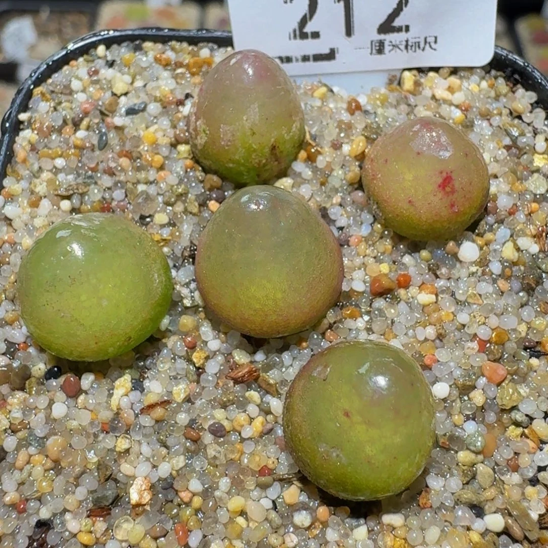 Ssss生石花肉锥212